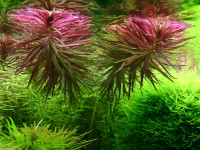 Снимка на Limnophila aromatica ((Lam.) Merr,  1917)